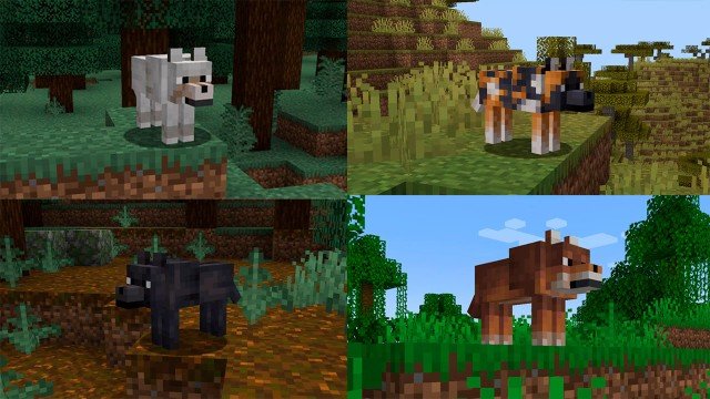 Lobos recebem atualização visual no Minecraft após 13 anos